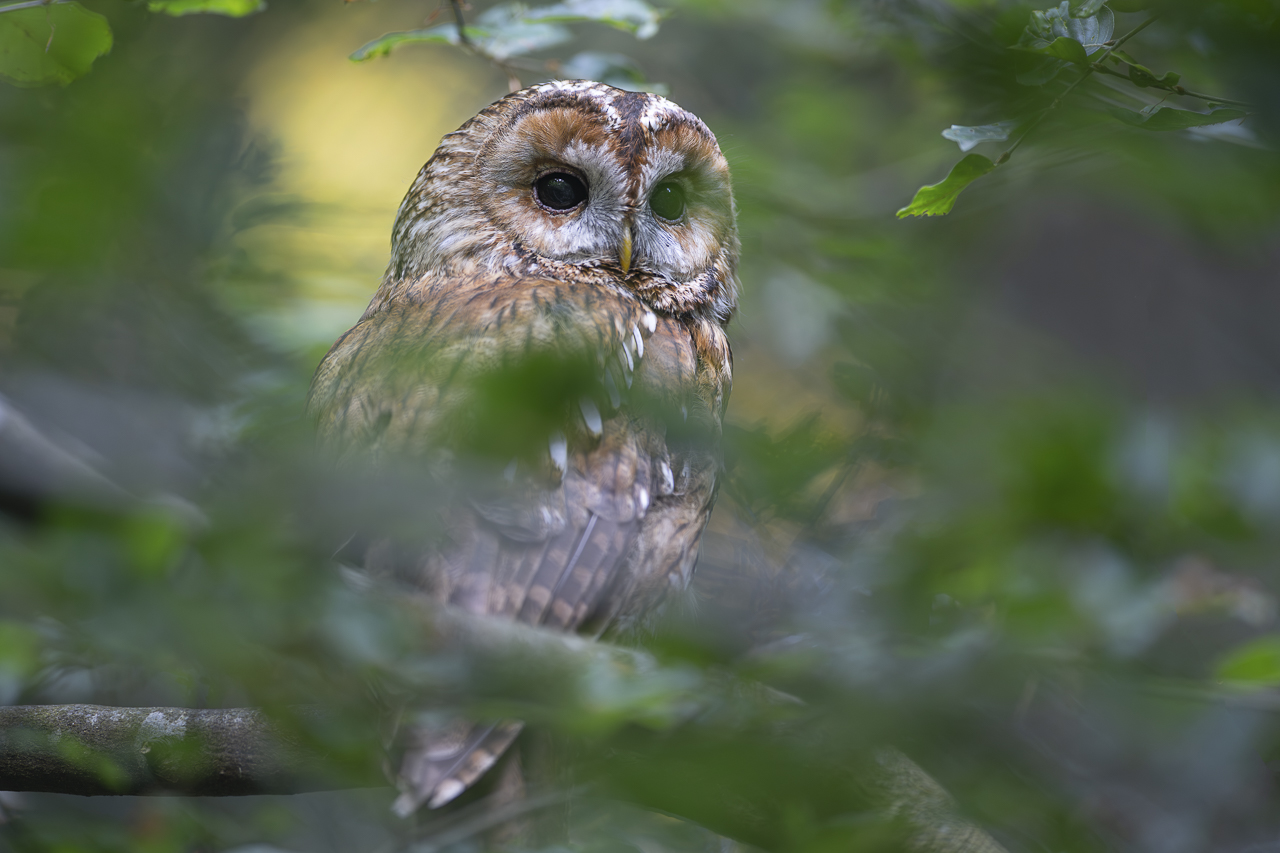 Wald - Raum für natürliche Zusammenhänge