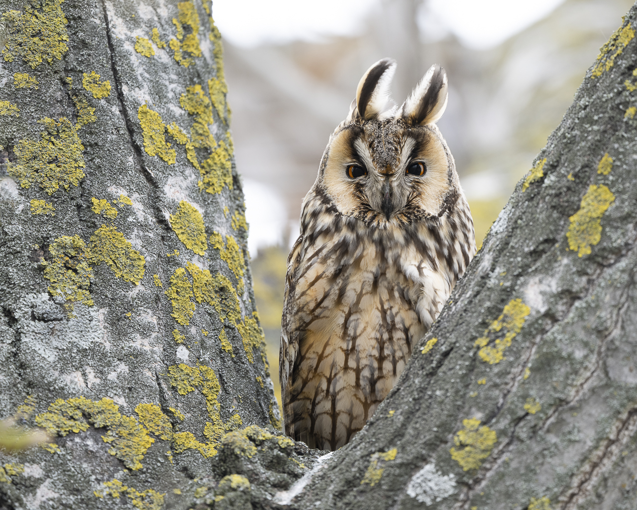 Wald - Raum für natürliche Zusammenhänge