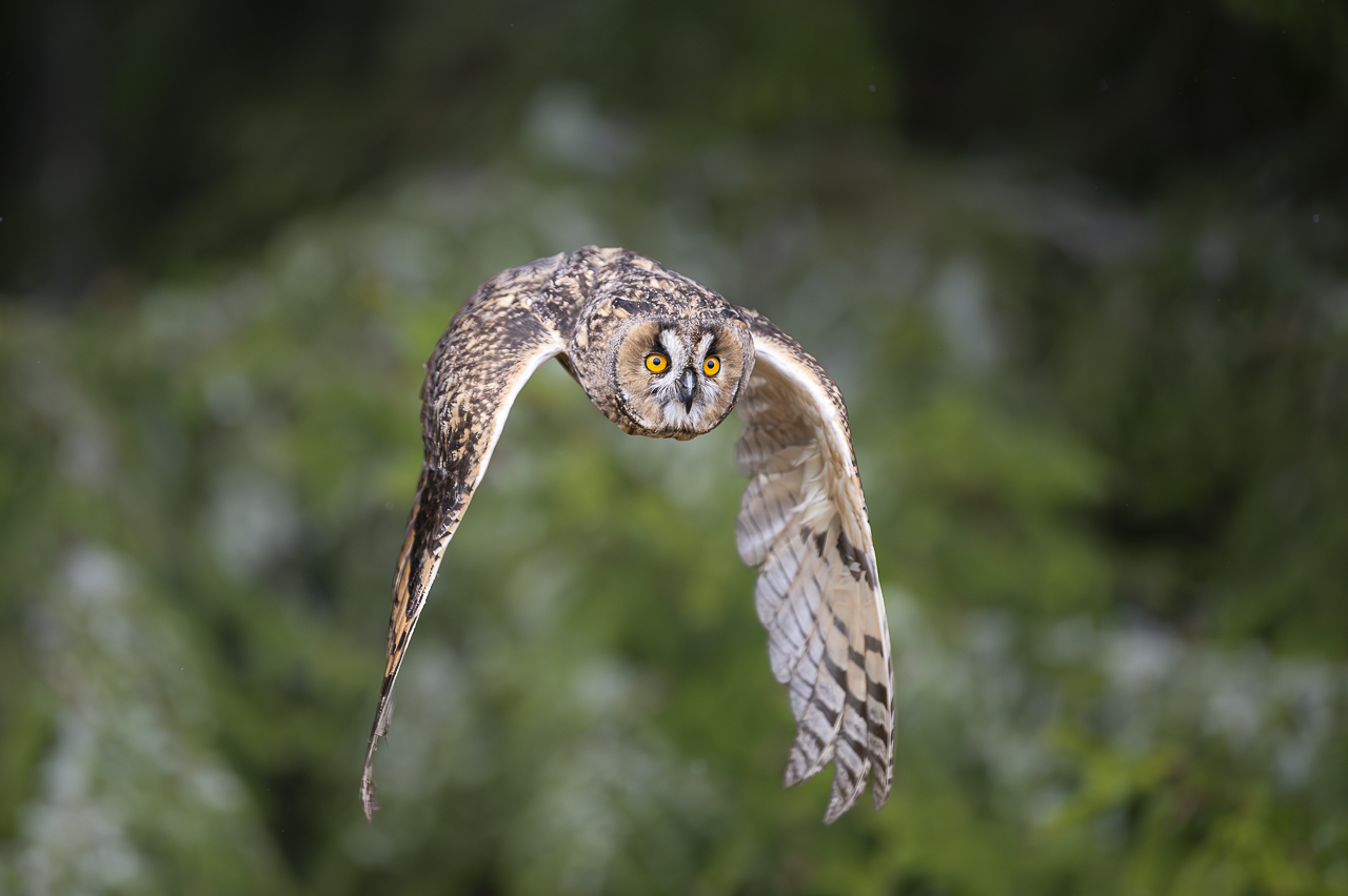 Wald - Raum für natürliche Zusammenhänge