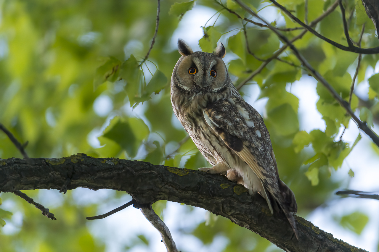 Wald - Raum für natürliche Zusammenhänge