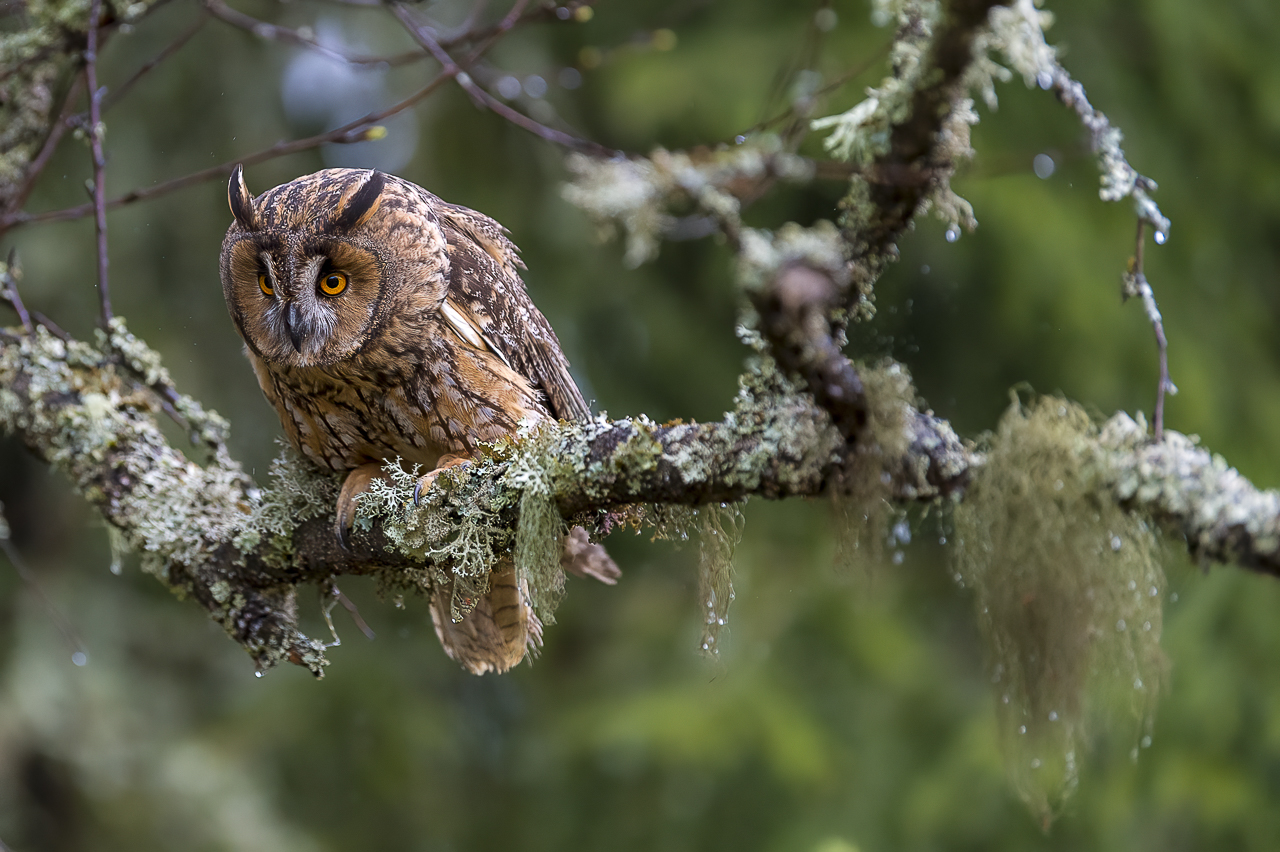 Wald - Raum für natürliche Zusammenhänge