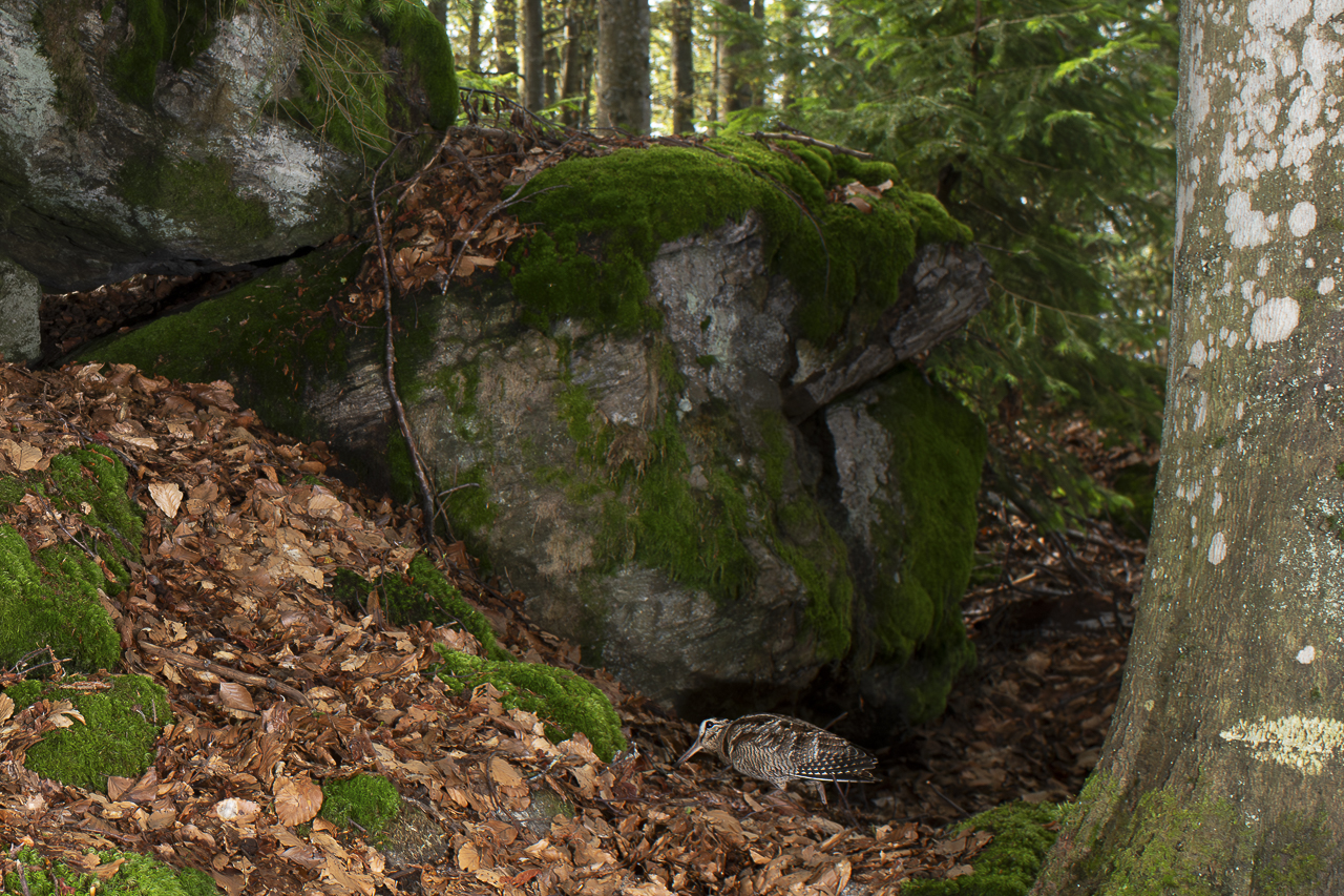 Luchs in freier Natur