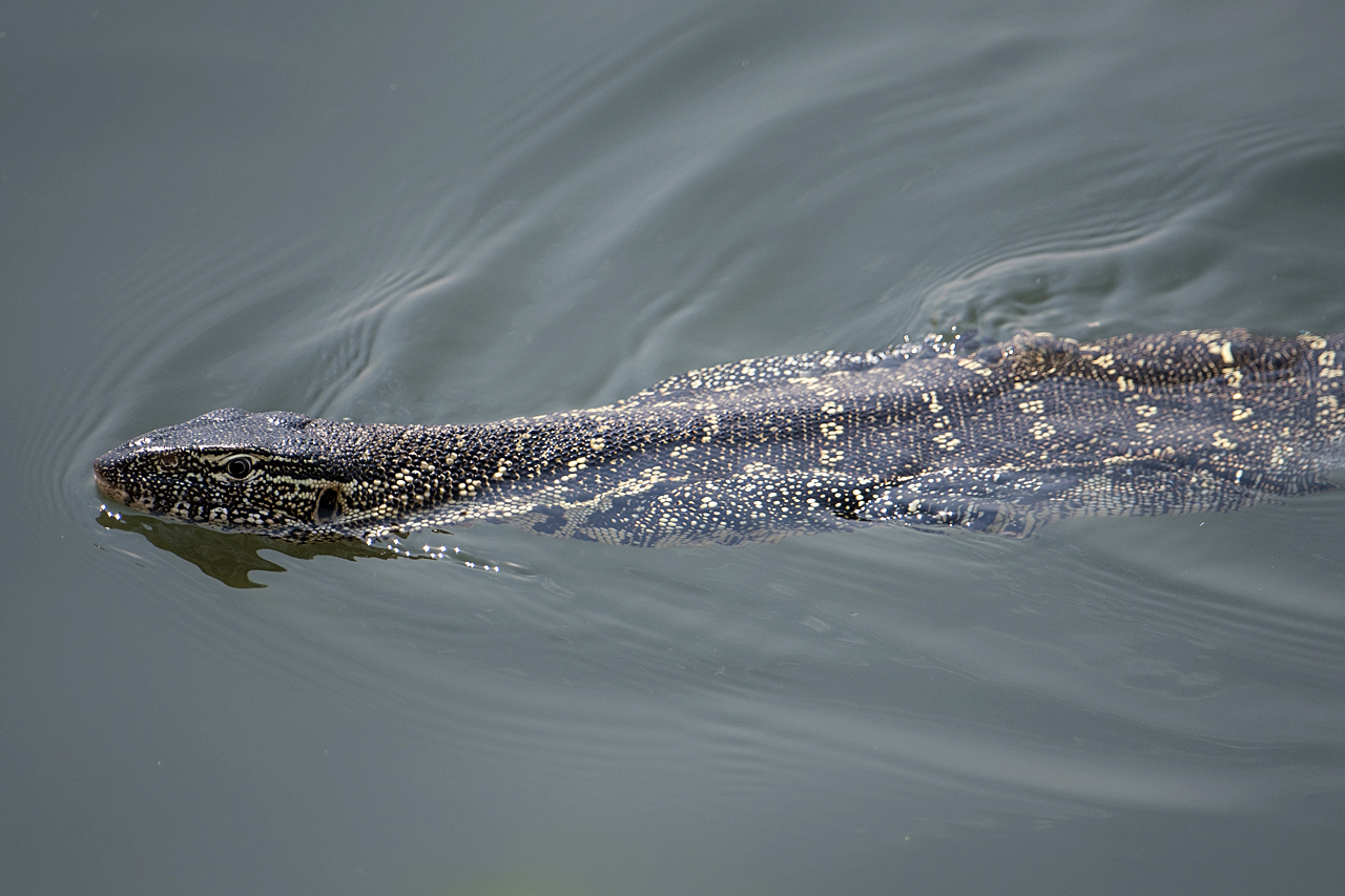 Sambesi - Land am Fluss