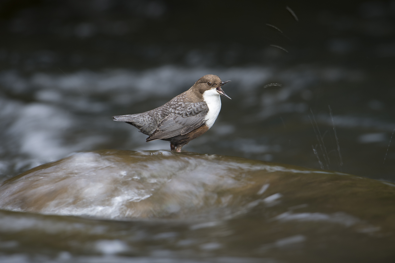 Wasser - Quelle des Lebens