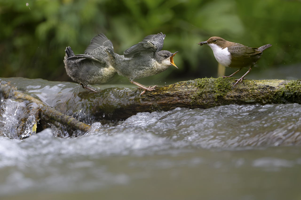 Wasser - Quelle des Lebens