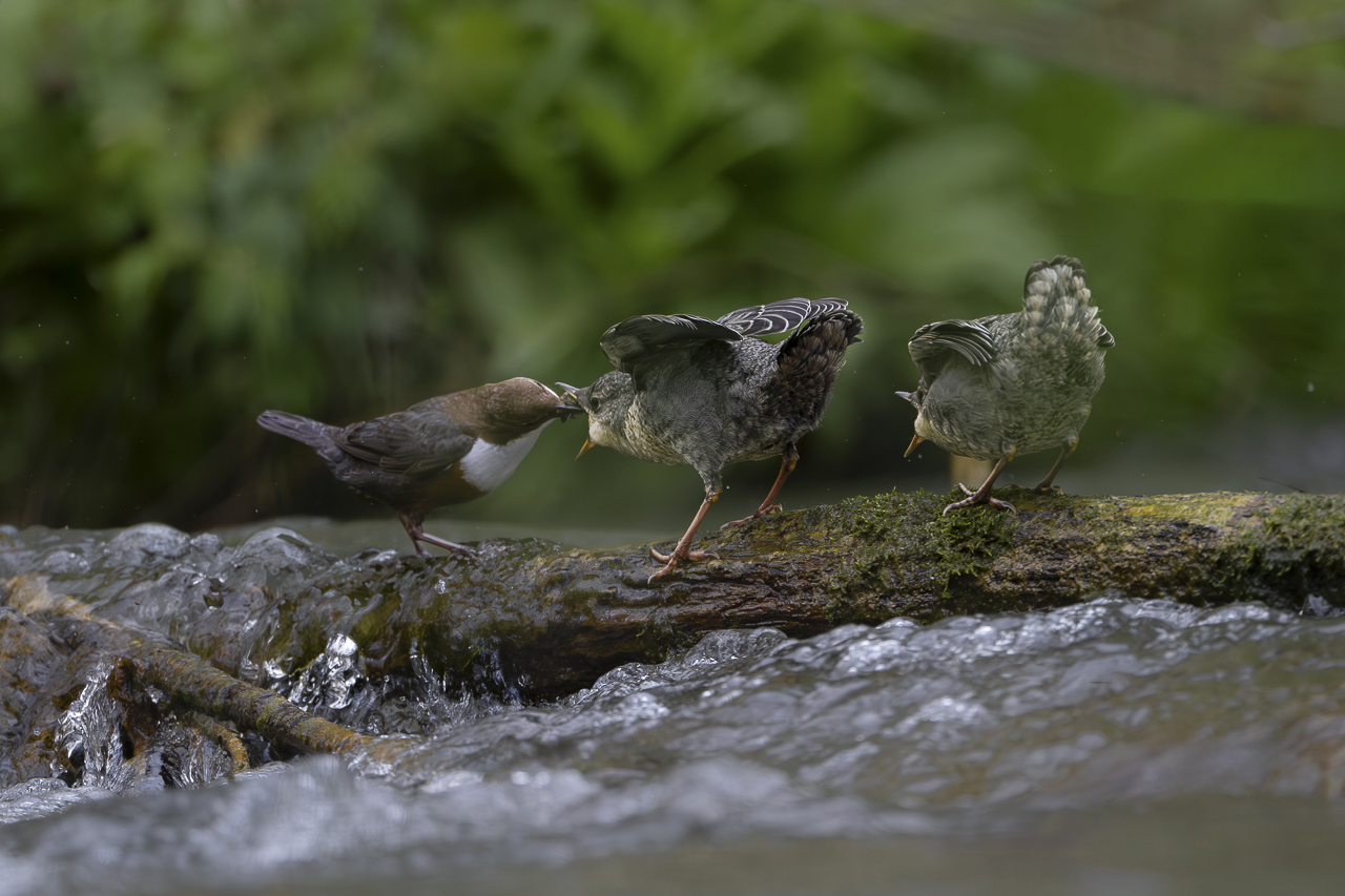Wasser - Quelle des Lebens