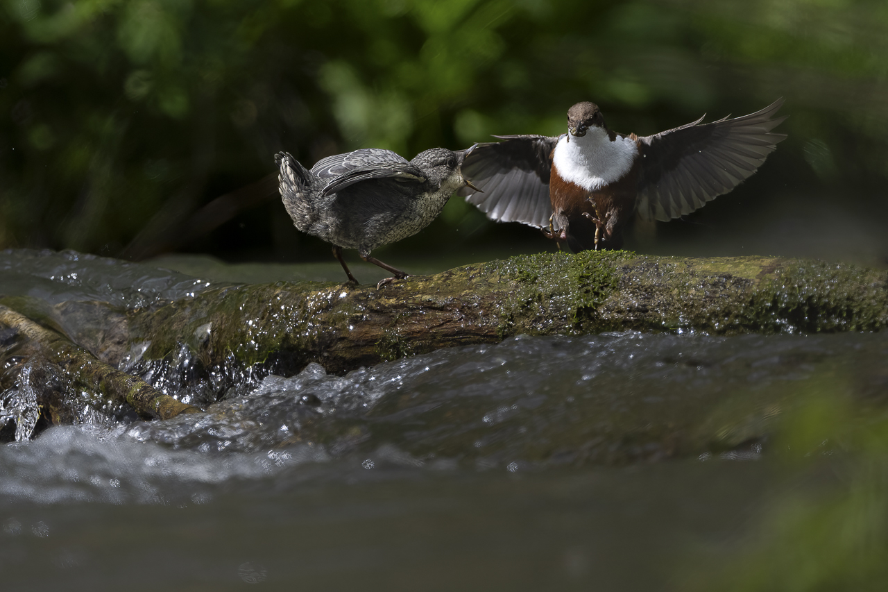 Wasser - Quelle des Lebens