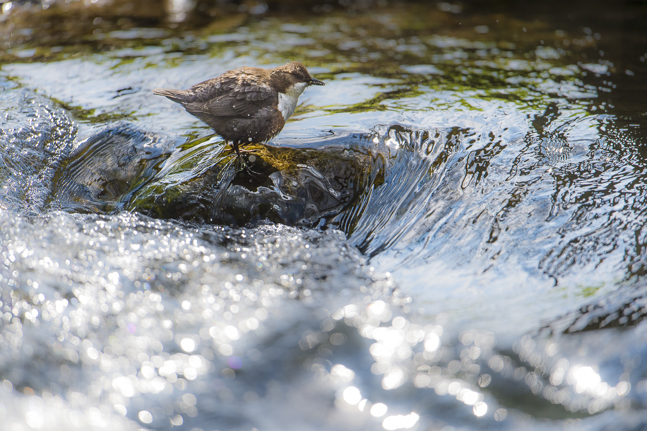 Wasser - Quelle des Lebens