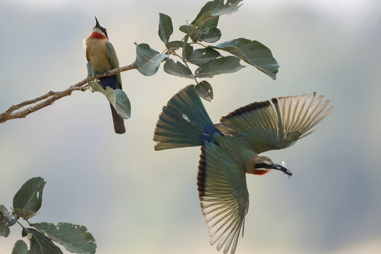 Farben und Formen am Luangwa