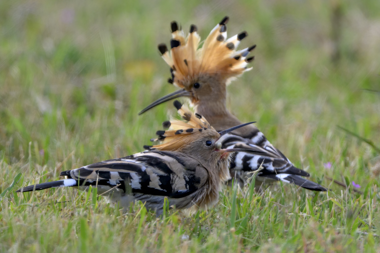 Tag-und-Nacht-Feuerwerk