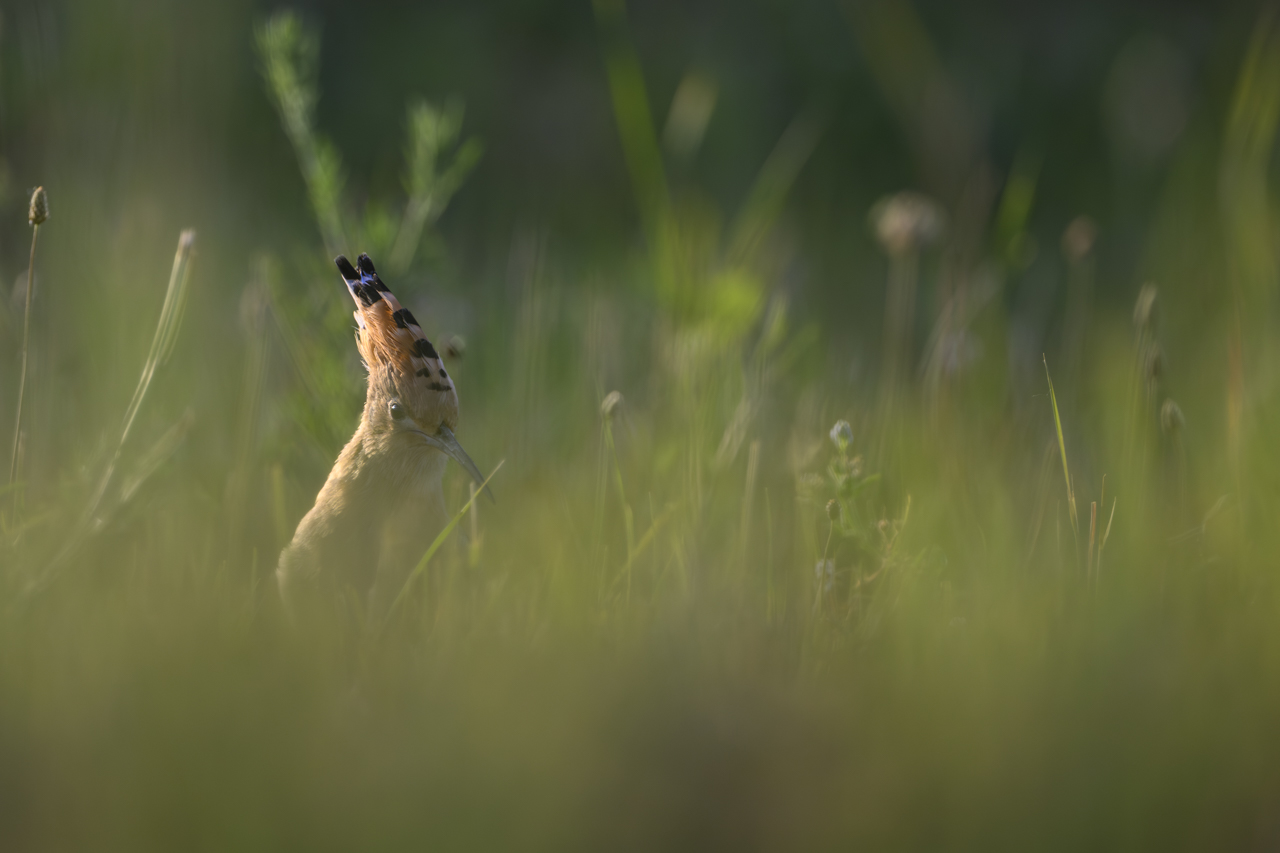 Tag-und-Nacht-Feuerwerk