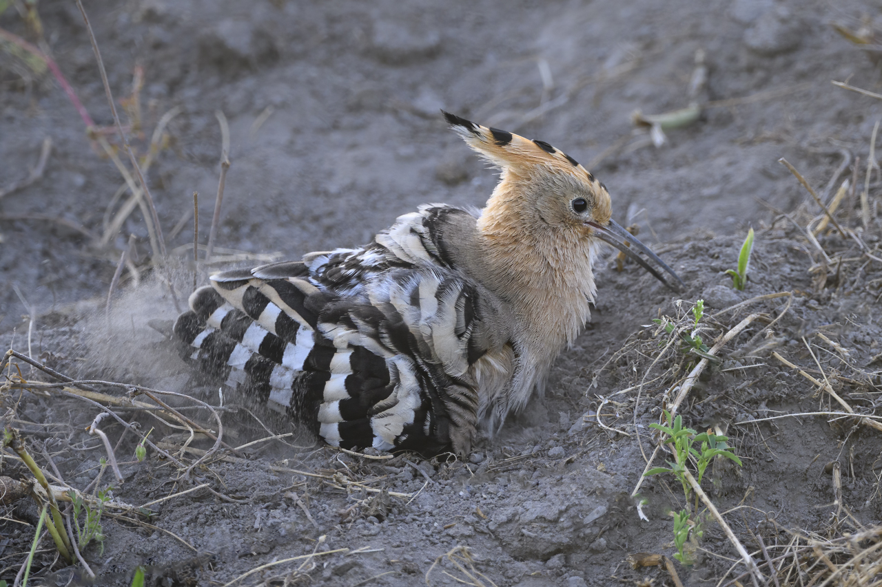 Tag-und-Nacht-Feuerwerk