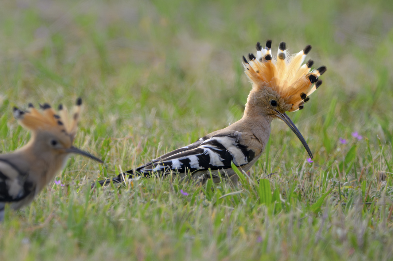 Tag-und-Nacht-Feuerwerk