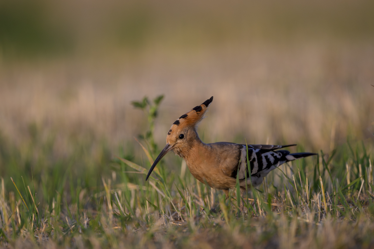 Tag-und-Nacht-Feuerwerk