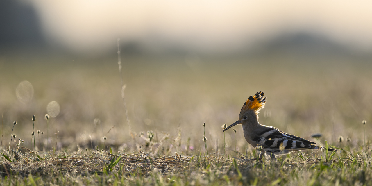 Tag-und-Nacht-Feuerwerk