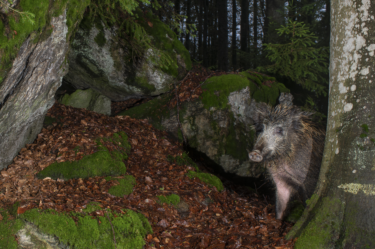 Luchs in freier Natur
