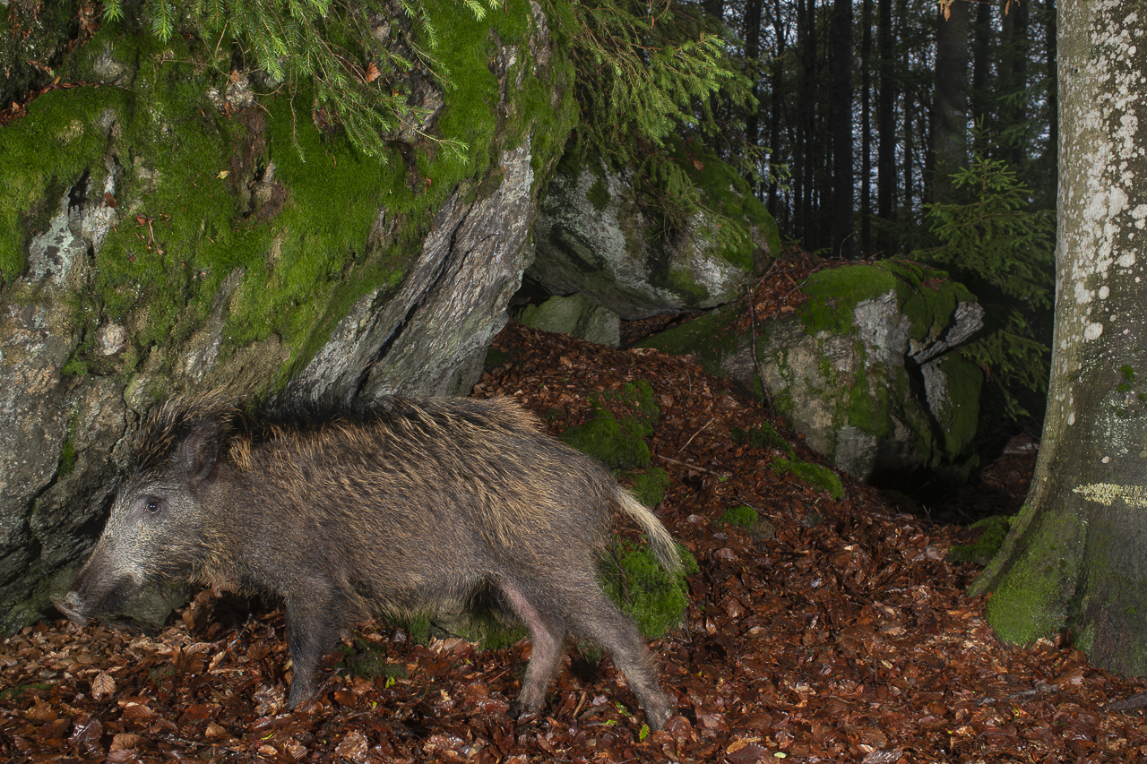 Luchs in freier Natur