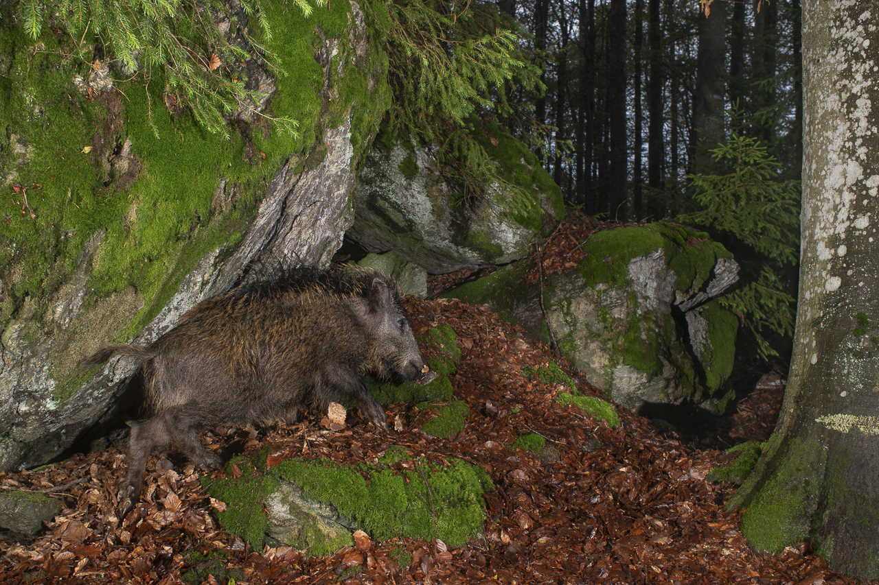 Luchs in freier Natur