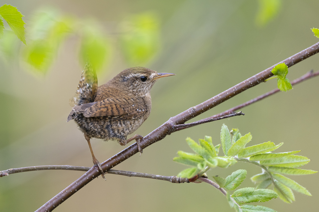 Wald - Raum für natürliche Zusammenhänge