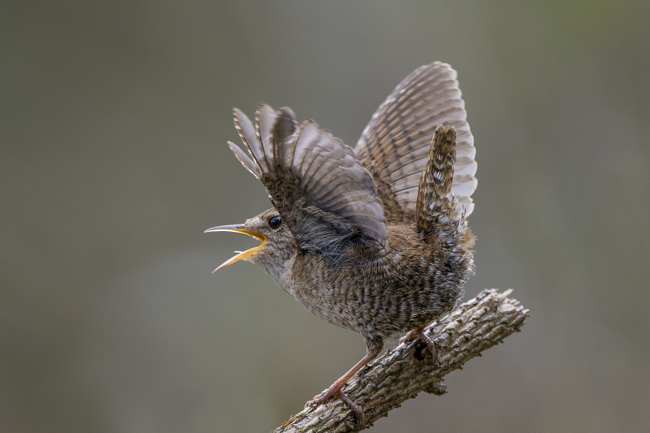 Wald - Raum für natürliche Zusammenhänge