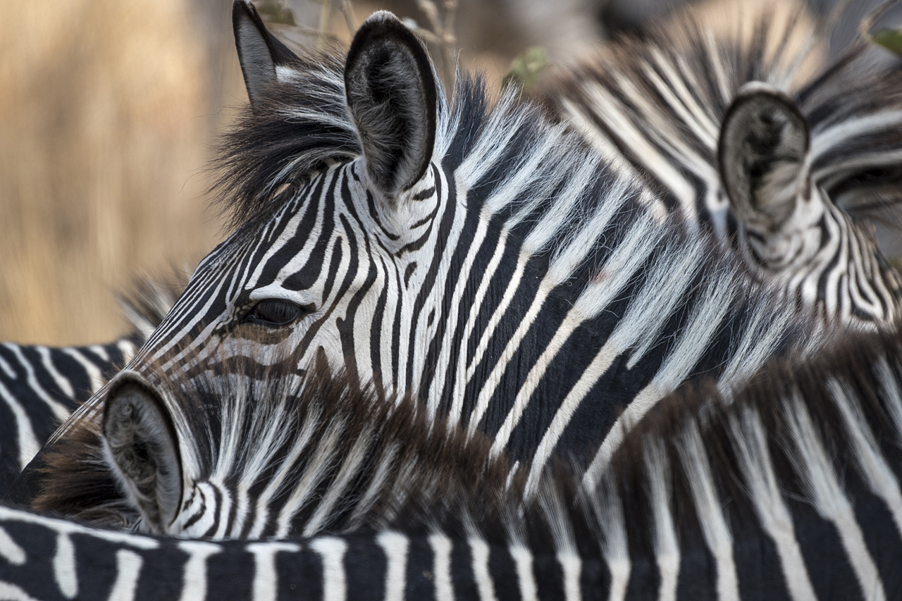 Farben und Formen am Luangwa