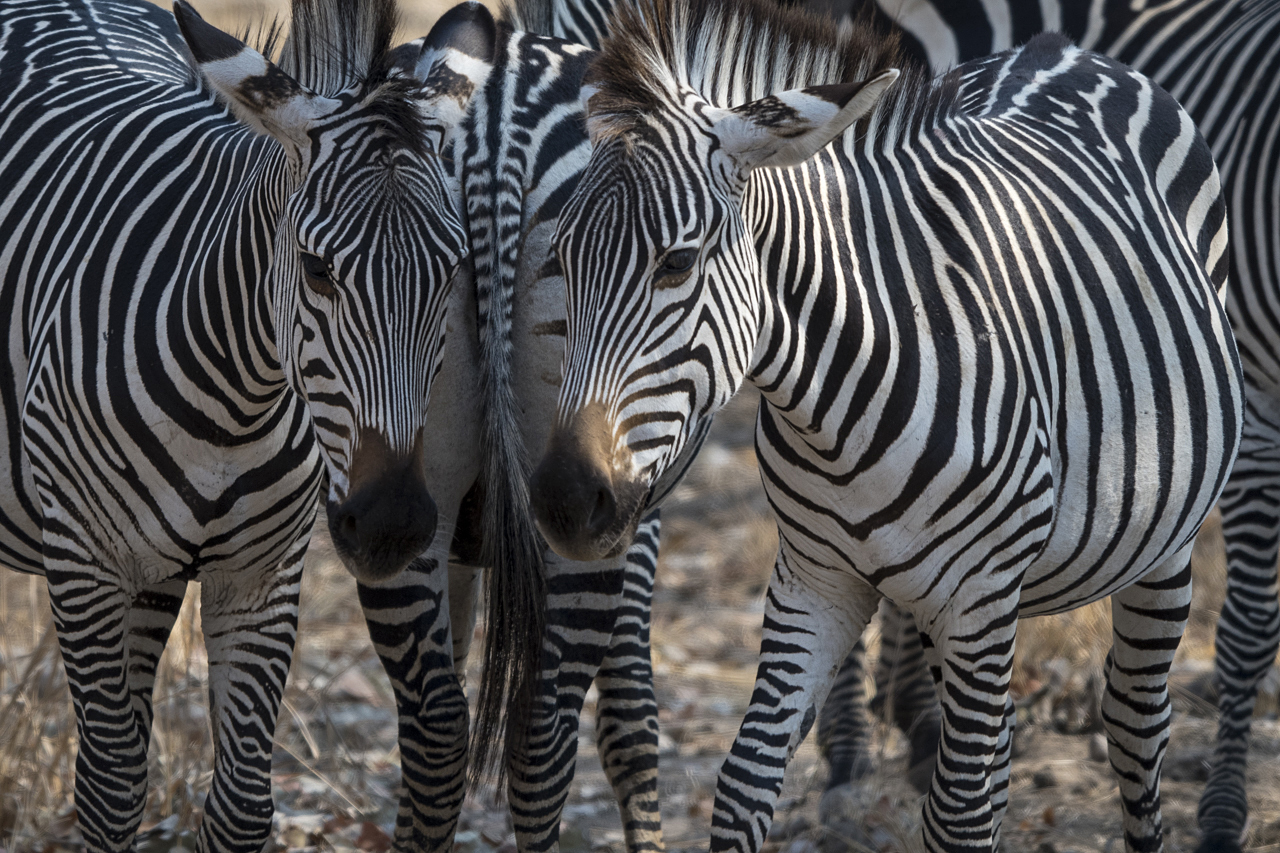Farben und Formen am Luangwa