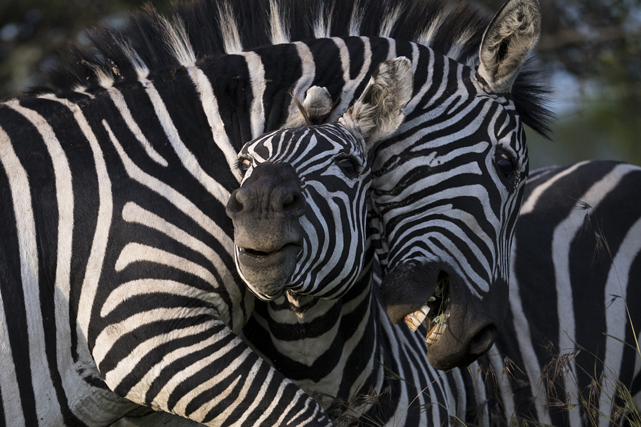 Samburu und Laikipia