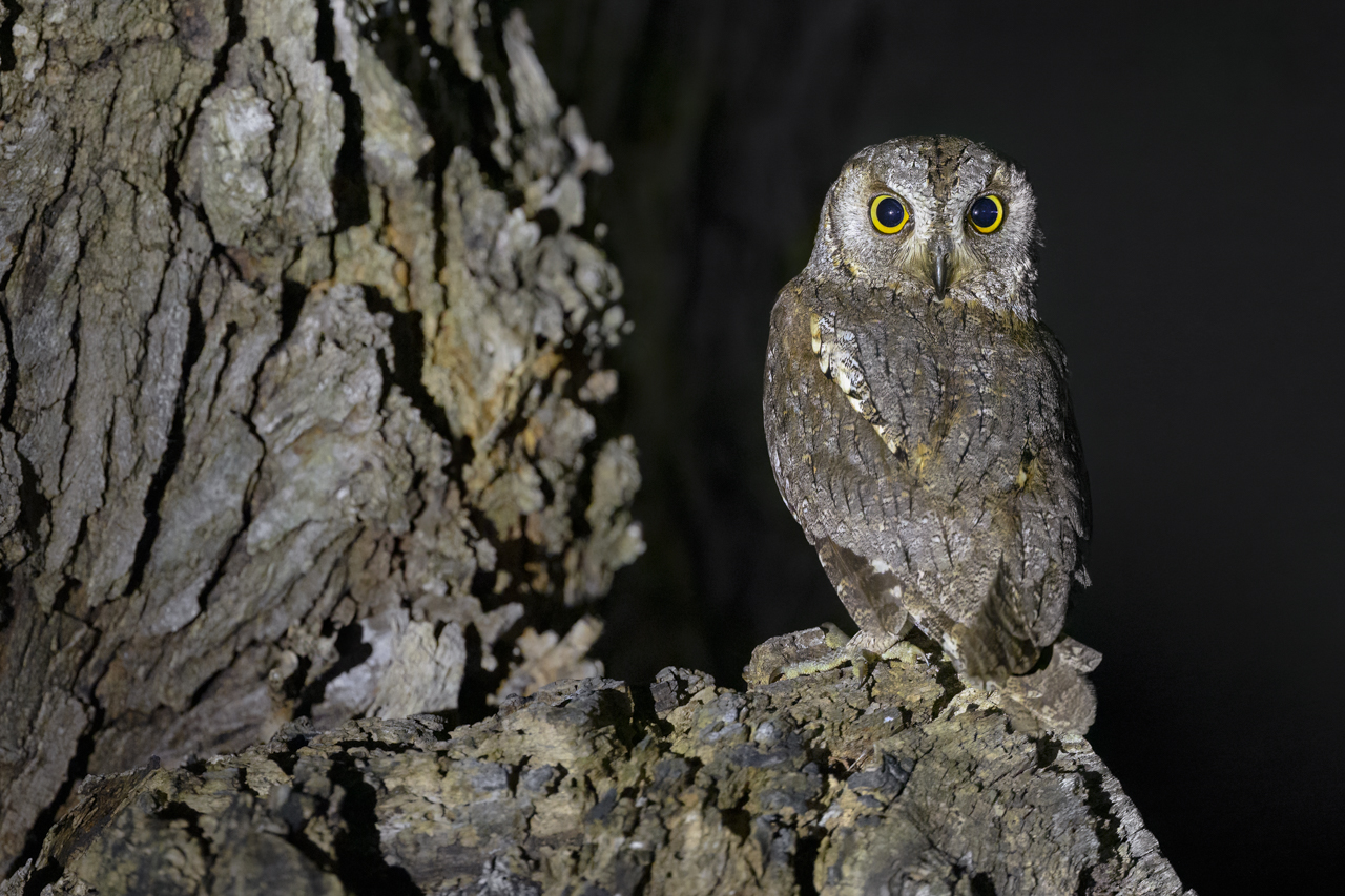 Tag-und-Nacht-Feuerwerk