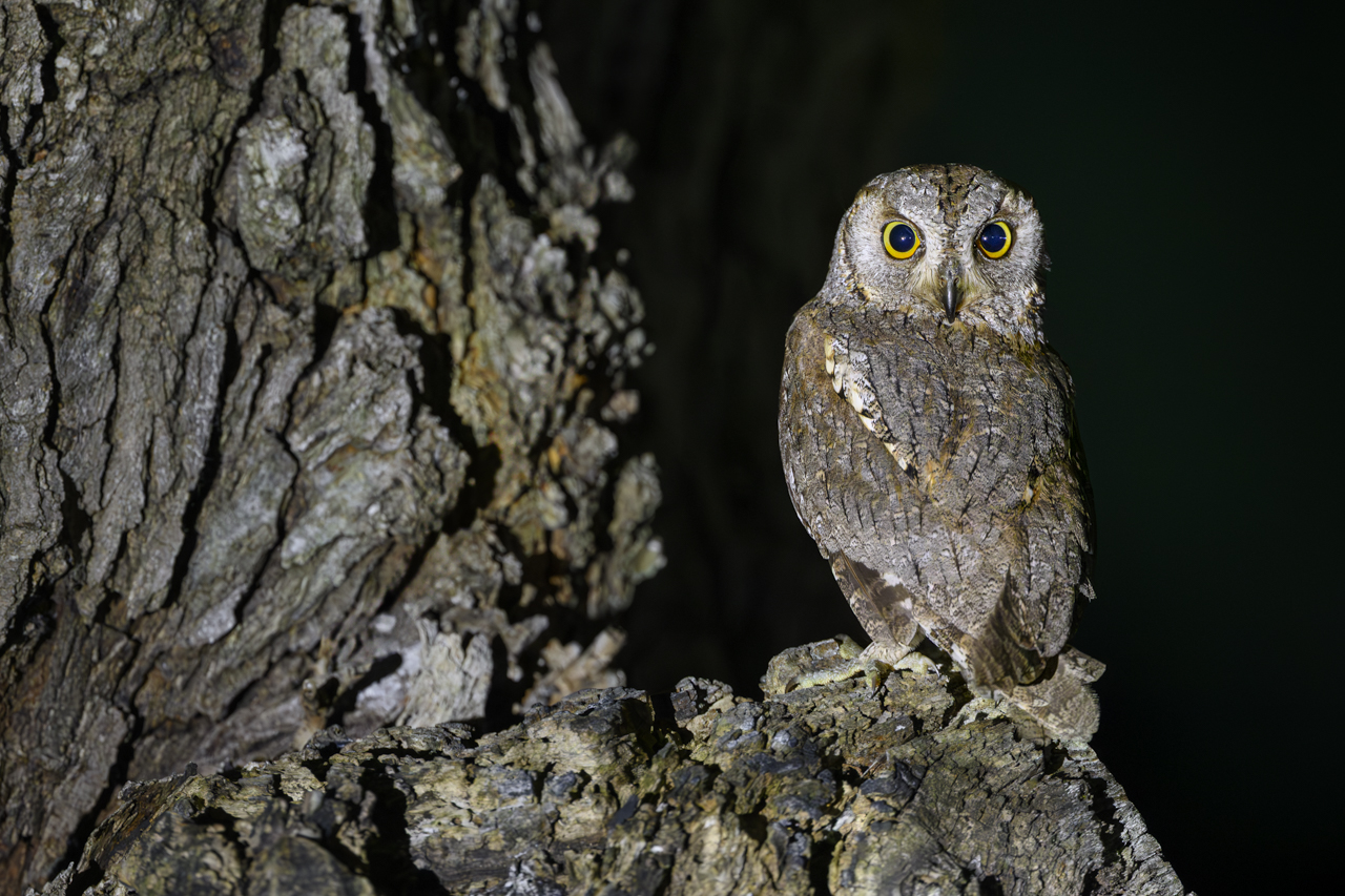 Tag-und-Nacht-Feuerwerk