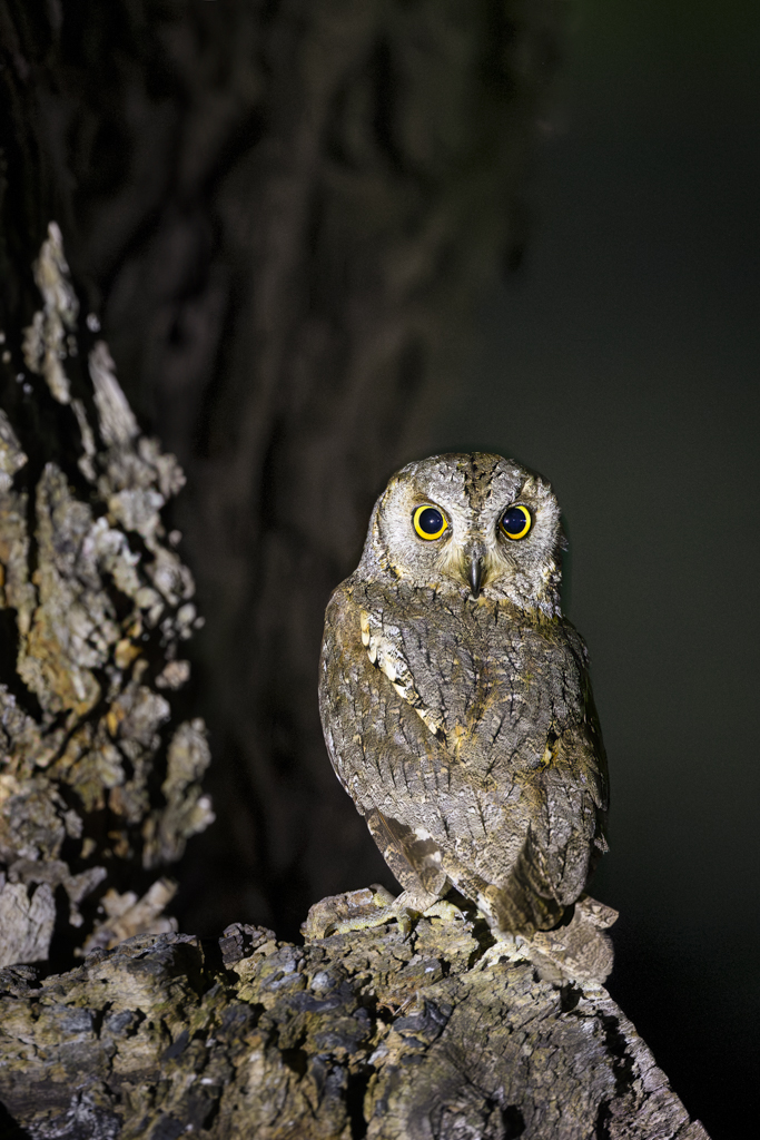 Tag-und-Nacht-Feuerwerk