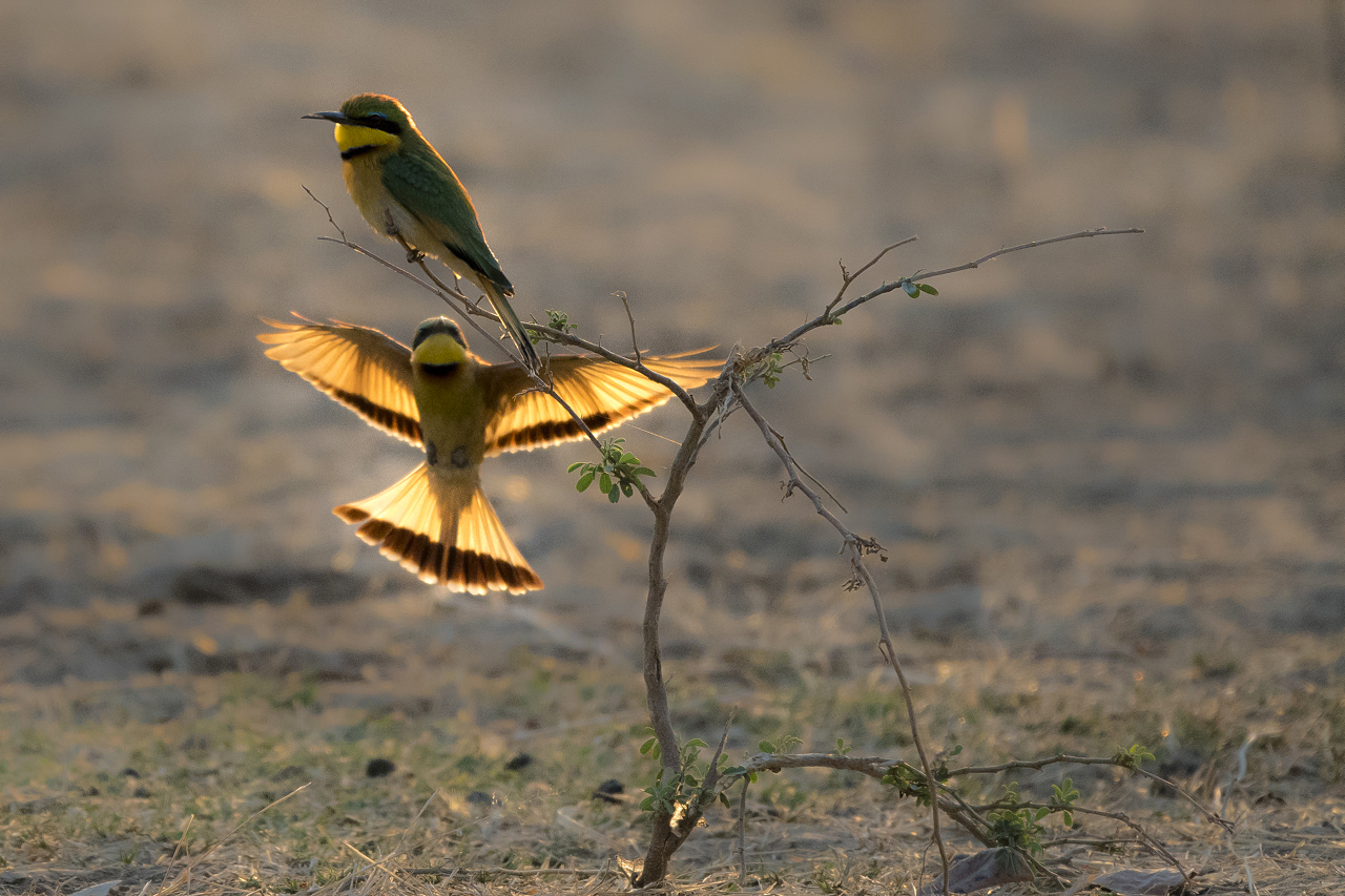 Farben und Formen am Luangwa