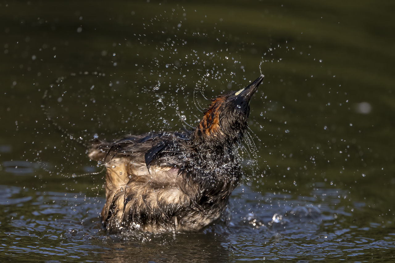 Wasser - Quelle des Lebens