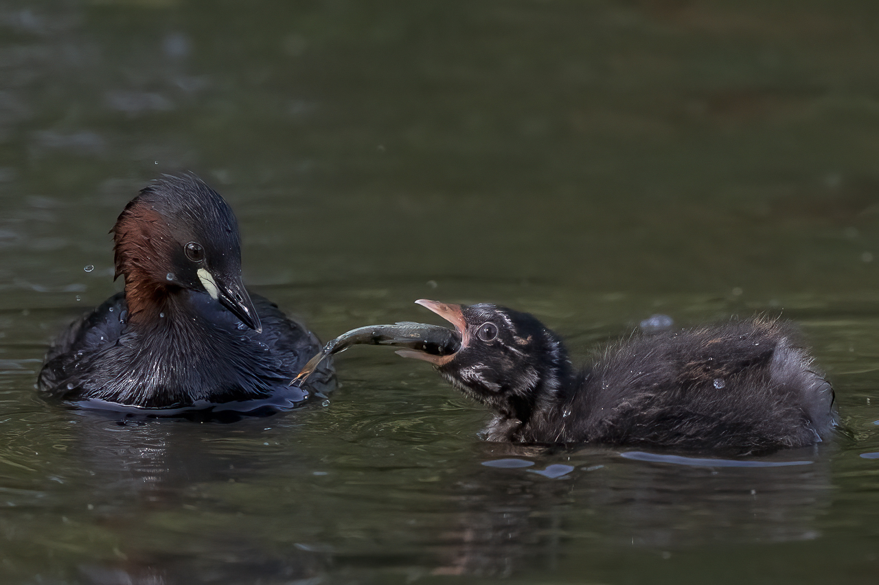 Wasser - Quelle des Lebens